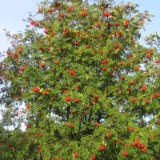 0309F 54 Vogelbeeren vor Lueneburg